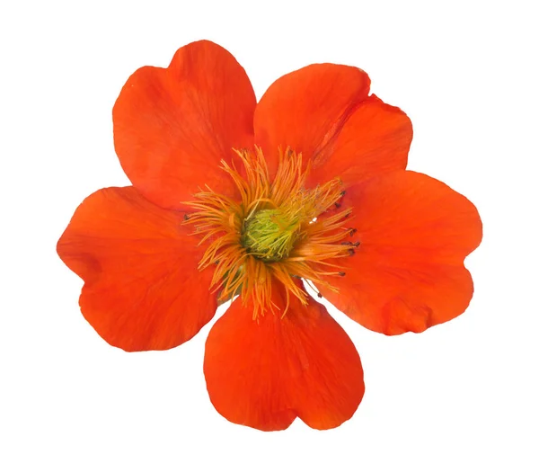 Lys oransje blomst isolert på hvitt – stockfoto