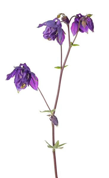 Темно-бузкова ізольована садова квітка — стокове фото