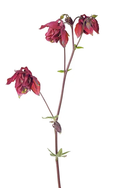Темно-червона ізольована садова квітка — стокове фото