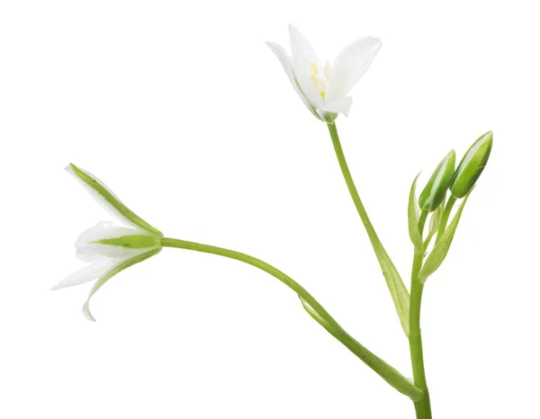 Grön och vit isolerad trädgård liten blomma — Stockfoto