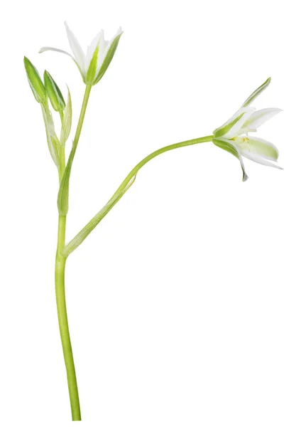 Grön och vit isolerad trädgård blomma — Stockfoto