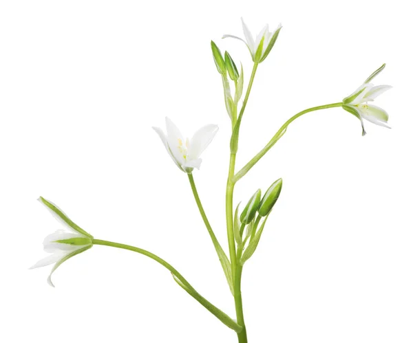 Grön och vit isolerad liten trädgård blomma — Stockfoto