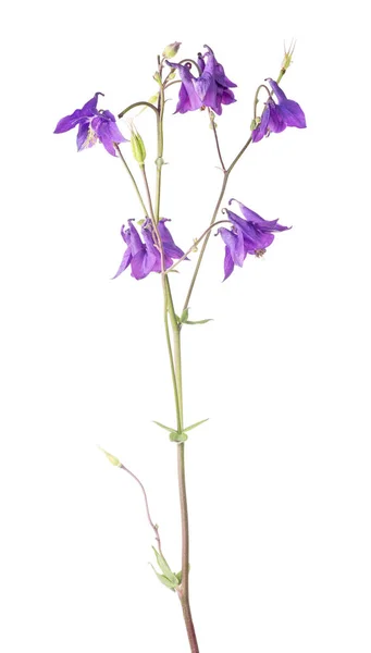 Flor aislada jardín púrpura —  Fotos de Stock