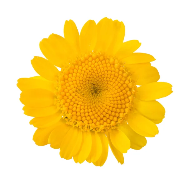 Small yellow isolated circle bloom — Stock Photo, Image