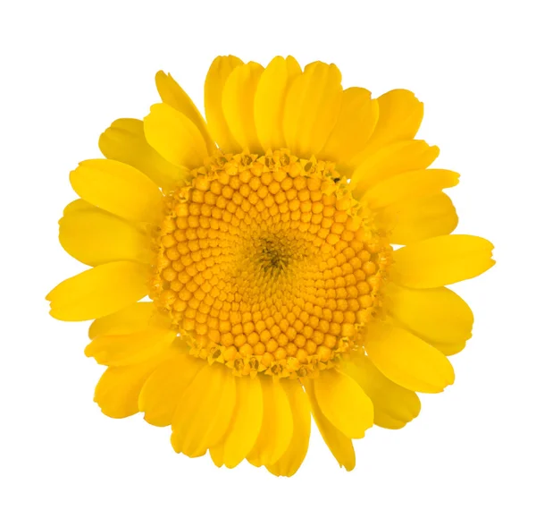 Small golden isolated circle bloom — Stock Photo, Image