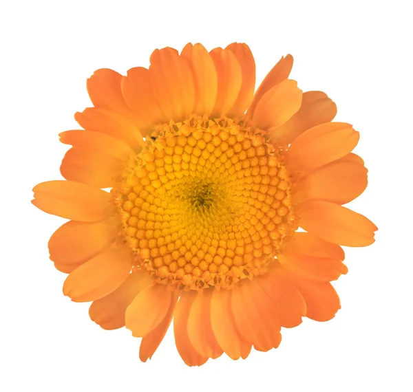 Pequeña flor de círculo aislado naranja — Foto de Stock