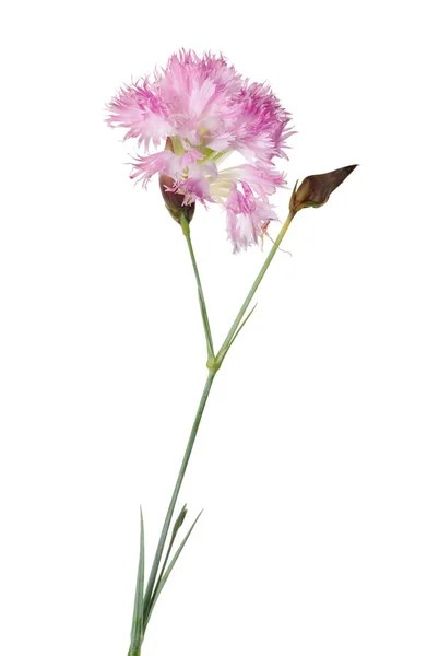 粉红花朵，花蕾在白色上隔绝 — 图库照片