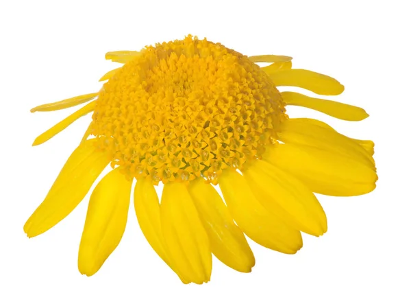 Žlutý izolovaný květ s velkým středem — Stock fotografie