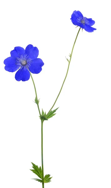 Flor de jardín con flores azules en blanco —  Fotos de Stock