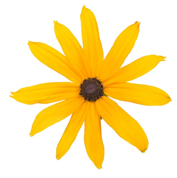 Fleur jaune avec onze pétales — Photo