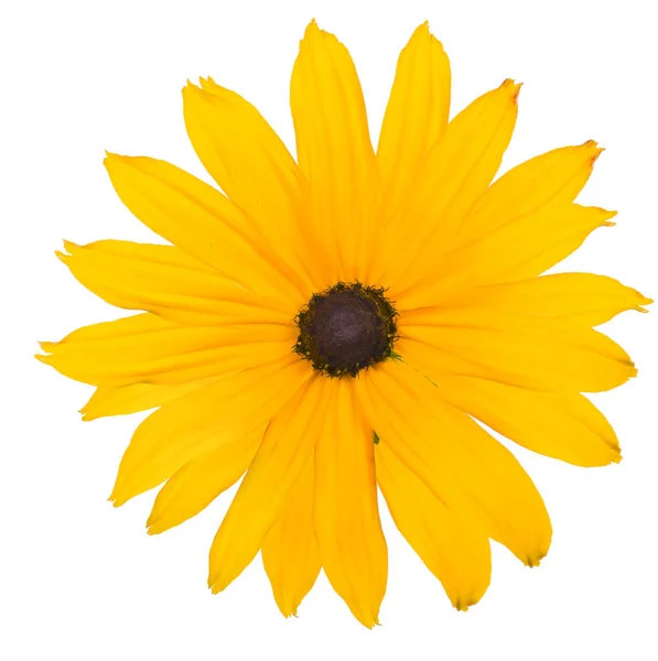 Yellow flower with lot of petals — Stock Photo, Image