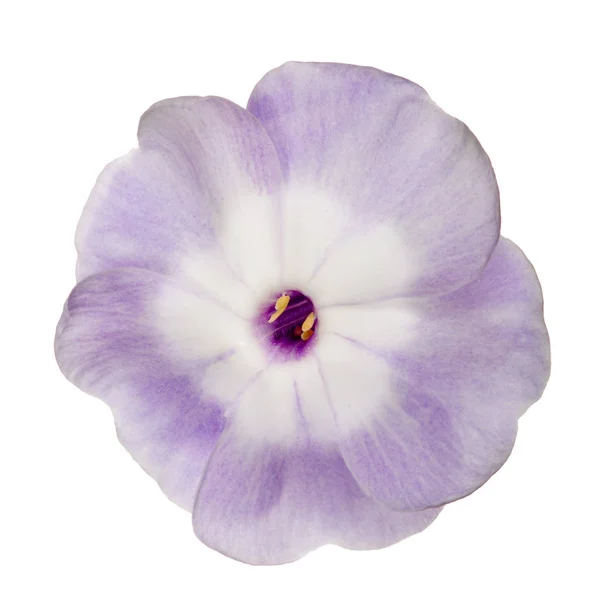 Beyaz merkezli hafif menekşe çiçeği — Stok fotoğraf