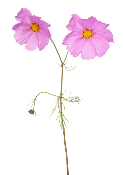 Garten rosa Blume mit zwei Blüten — Stockfoto