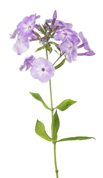 Flores de flox lila aisladas en blanco — Foto de Stock