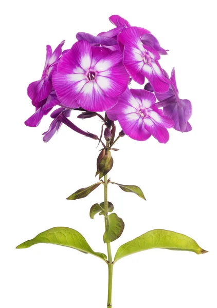 Fiori di phlox viola isolati su bianco — Foto Stock