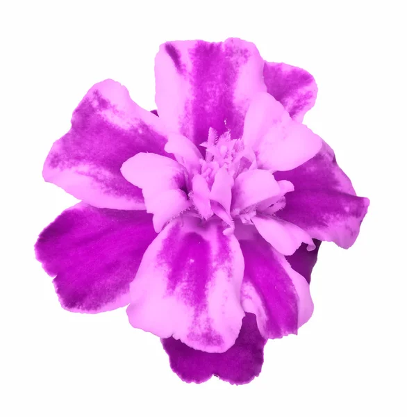 Florece la flor de lila oscura aislada sobre blanco. — Foto de Stock