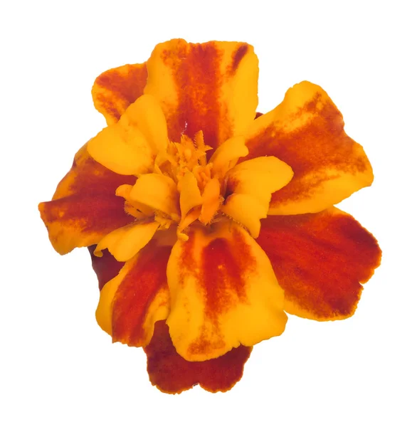 Gul och orange blomma blommar isolerad på vit — Stockfoto