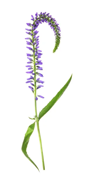 Violet small blooms on stem — Stock Photo, Image