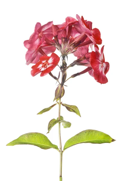 Flores phlox vermelhas no branco — Fotografia de Stock