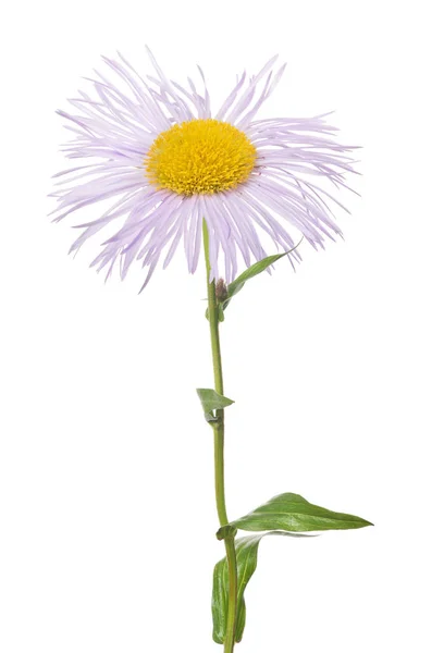 Leggera fioritura lilla su fusto con molti petali sottili — Foto Stock