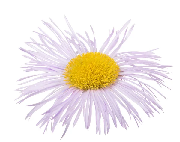 Світло-бузковий цвіт з багатьма тонкими пелюстками — стокове фото