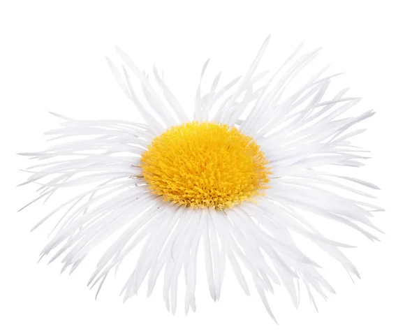 White bloom with many thin petals — Stock Photo, Image