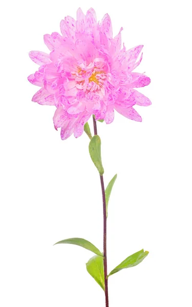 Rosa aster enda blomma isolerad på vit — Stockfoto