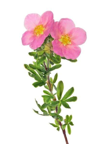 Planta con dos grandes flores rosadas aisladas sobre blanco —  Fotos de Stock