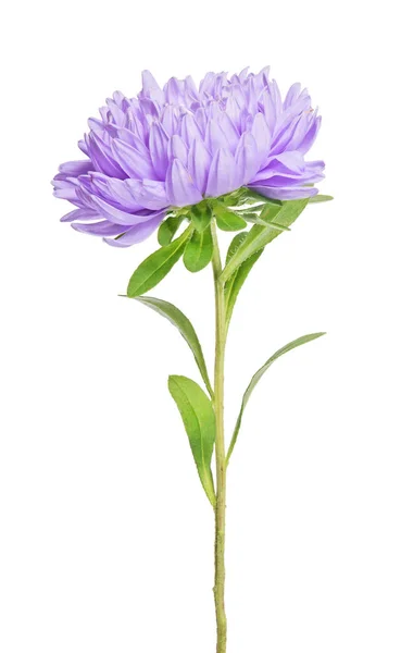 Flor de yeso lila aislada sobre blanco —  Fotos de Stock
