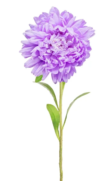 Izolat pe flori de liliac alb aster — Fotografie, imagine de stoc