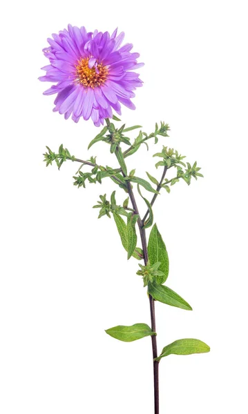 Violette Farbe Garten Blume isoliert auf weiß — Stockfoto