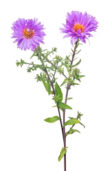 Fialová barva zahradní květina se dvěma květy na bílém — Stock fotografie
