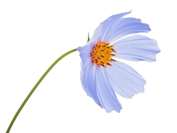 Einzelne Blume hellblaue Farbe — Stockfoto