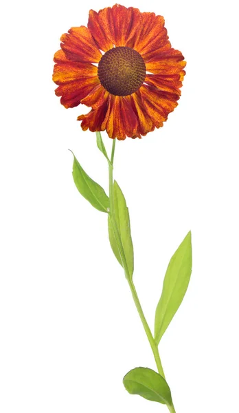 Beyaz üzerine kırmızı ve turuncu renkli bahçe çiçeği — Stok fotoğraf