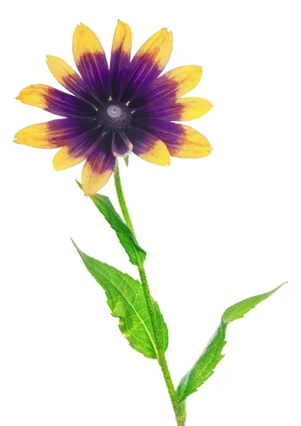 Couleur violette et jaune fleur isolée sur blanc — Photo