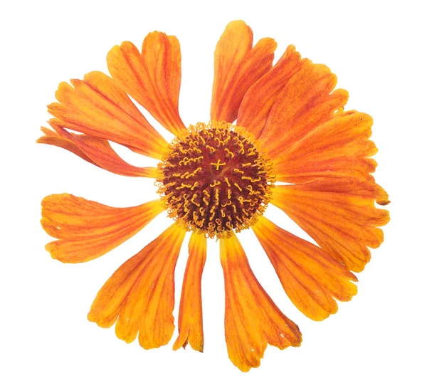 Жовте і помаранчеве цвітіння на білому — стокове фото