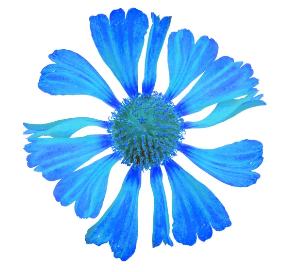 Блакитне цвітіння на білому — стокове фото