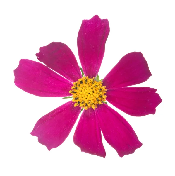 Rosa scuro con centro giallo fioritura isolata — Foto Stock