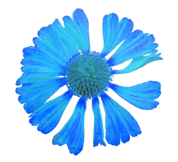 Blue bloom on white — Stock Photo, Image