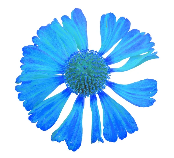 Flor azul sobre blanco — Foto de Stock