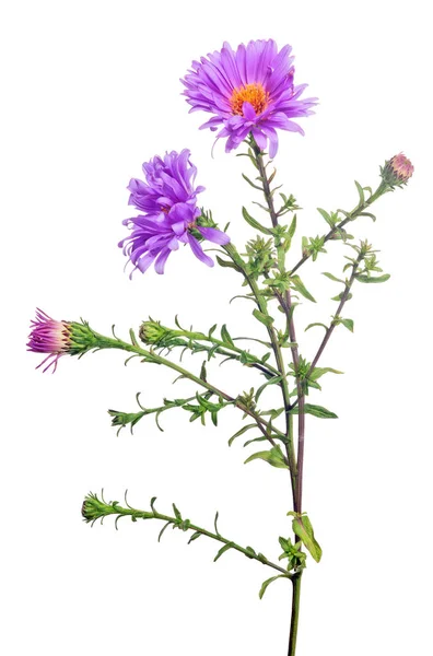 Fleur de jardin de couleur violette avec deux fleurs — Photo