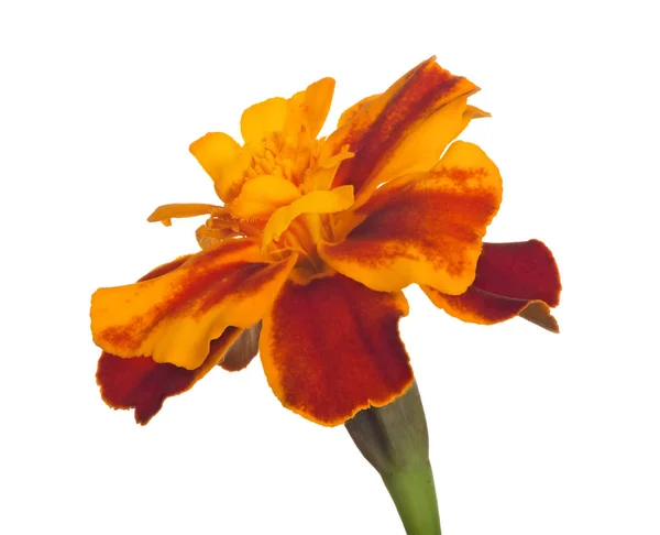 Orange and gold flower bloom isolated on white — Stock Photo, Image