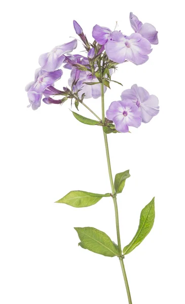 Lila kleur phlox bloemen geïsoleerd op wit — Stockfoto