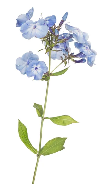 Цветки флокса голубого цвета изолированы на белом — стоковое фото