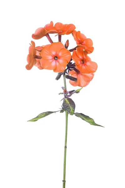Pomarańczowy kolor kwiaty floksu izolowane na białym — Zdjęcie stockowe