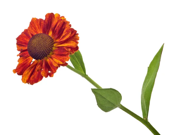 Izole koyu turuncu bahçe çiçeği — Stok fotoğraf