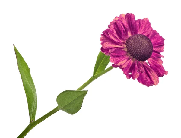 Geïsoleerde donkerroze kleur tuin bloem — Stockfoto