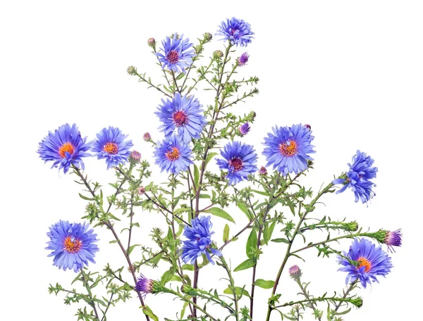 Isolierte Gruppe blauer Gartenblumen — Stockfoto