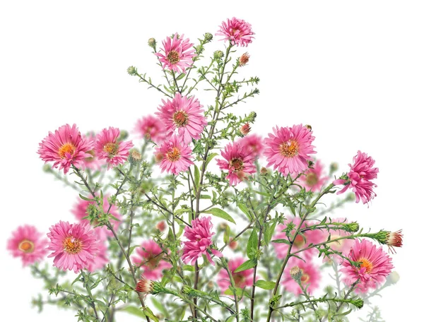 Isolated group of garden red flowers — Stock Photo, Image