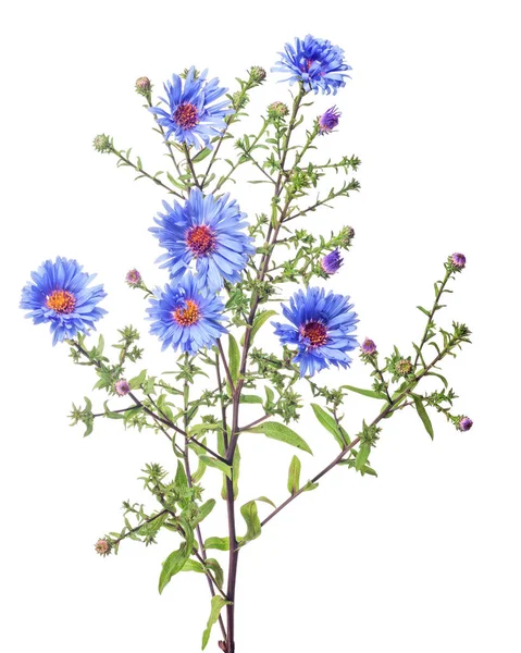 Bleu couleur fleur de jardin avec six fleurs — Photo